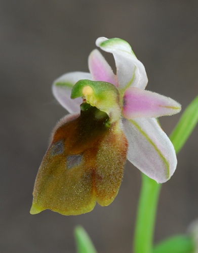 Ophrys lucis