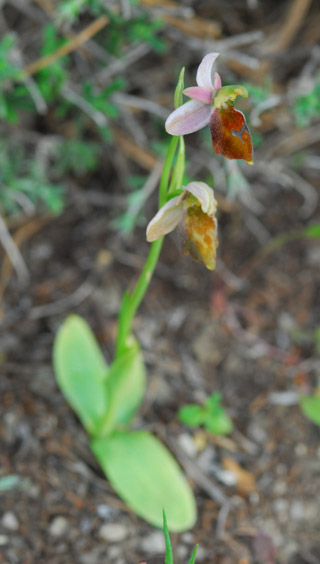 Ophrys lucis