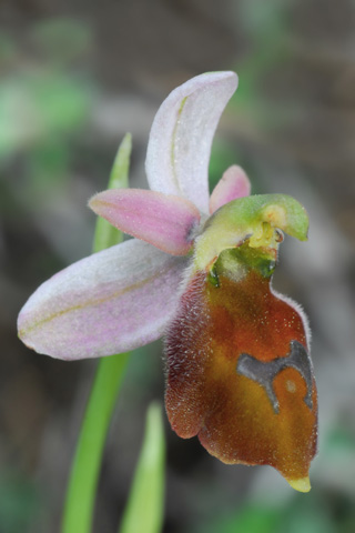 Ophrys lucis