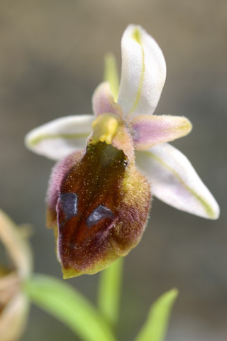 Ophrys lucis