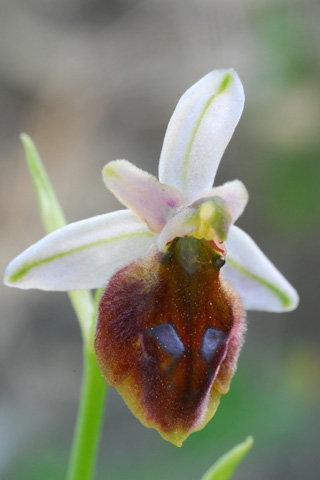 Ophrys lucis