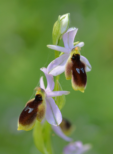 Ophrys lunulata