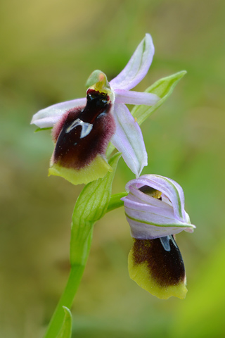 Ophrys lunulata