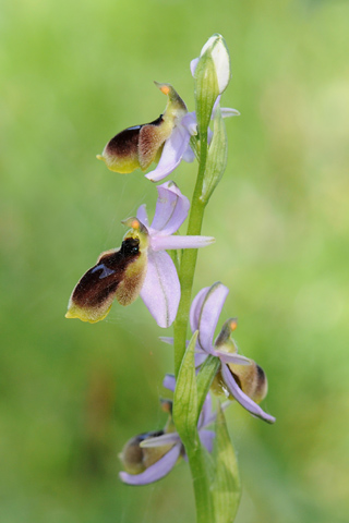 Ophrys lunulata