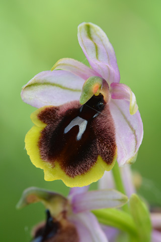 Ophrys lunulata