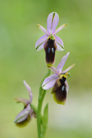 Ophrys lunulata