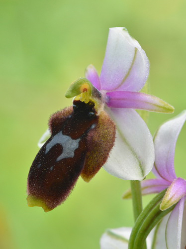 Ophrys lunulata