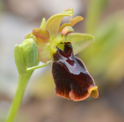 Ophrys aurelia x lutea