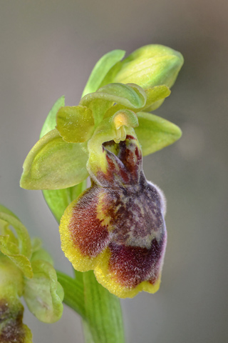 Ophrys aveyronensis x lutea