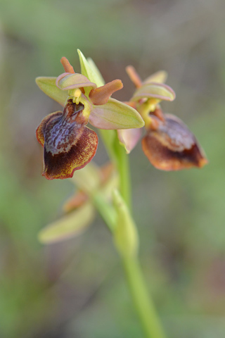 Ophrys aveyronensis x lutea