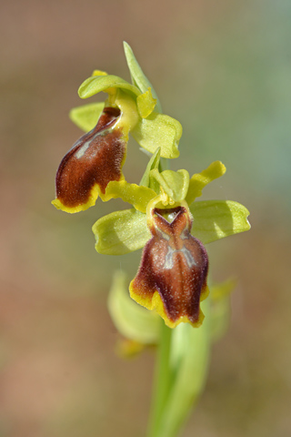 Ophrys lutea x marzuola