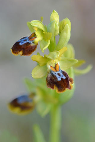 Ophrys lutea x provincialis