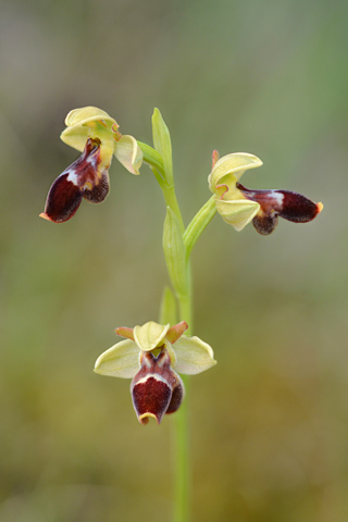 Ophrys lutea x scolopax