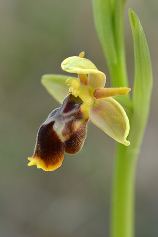 Ophrys lutea x scolopax