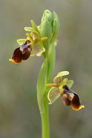 Ophrys lutea x scolopax