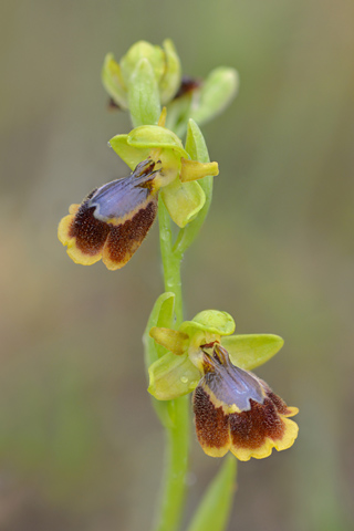 Ophrys lutea x speculum