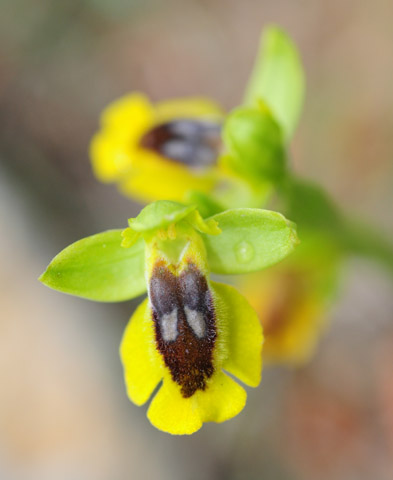 Ophrys lutea