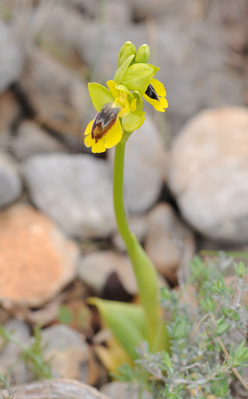 Ophrys lutea