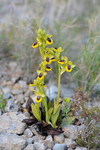 Ophrys lutea