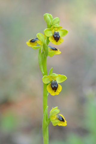 Ophrys lutea