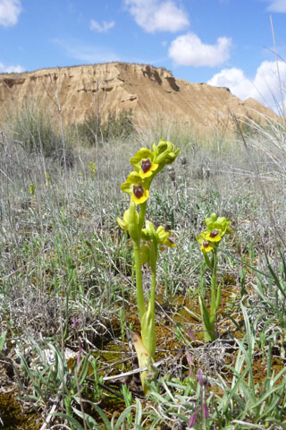 Ophrys lutea