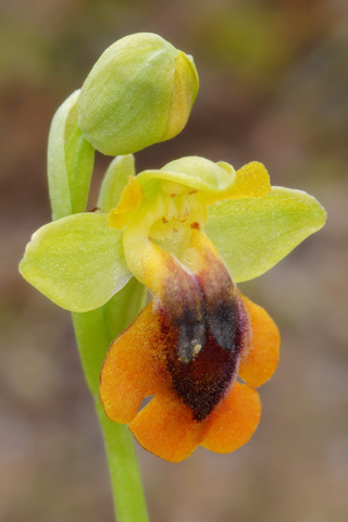 Ophrys lutea lusus