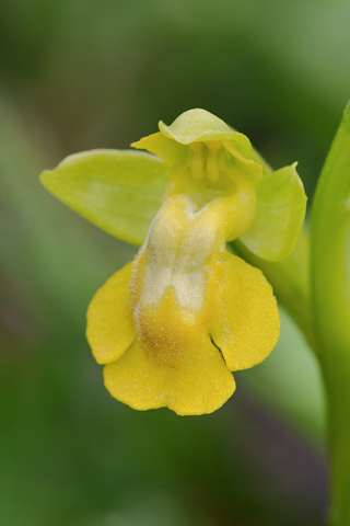 Ophrys lutea lusus