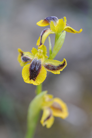 Ophrys lutea lusus