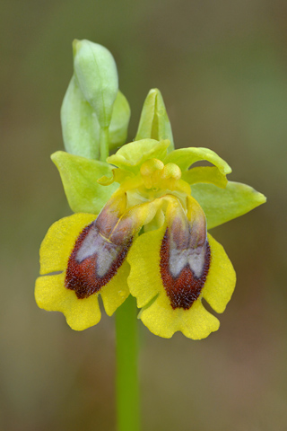 Ophrys lutea lusus