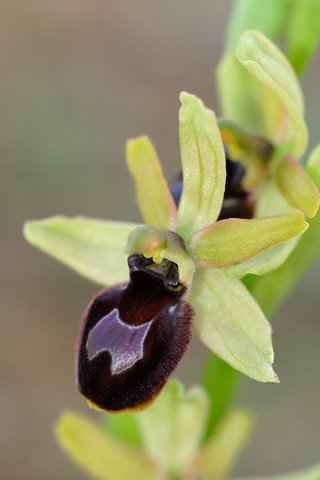 Ophrys araneola x magniflora