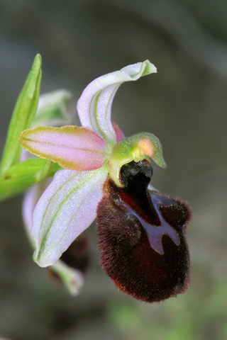 Ophrys aranifera x magniflora