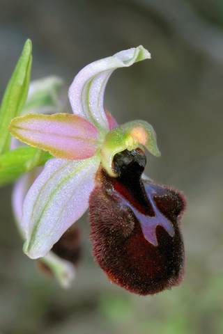 Ophrys aranifera x magniflora