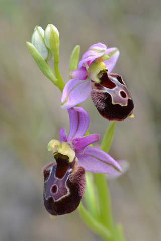 Ophrys corbariensis x magniflora