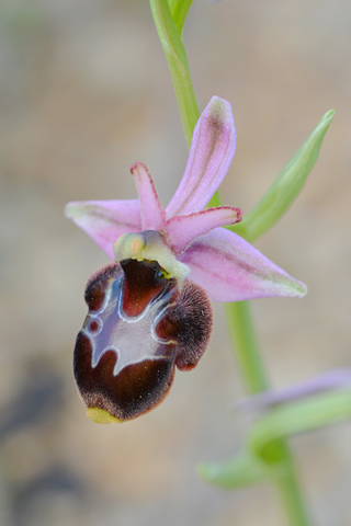 Ophrys corbariensis x magniflora