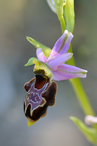 Ophrys corbariensis x magniflora