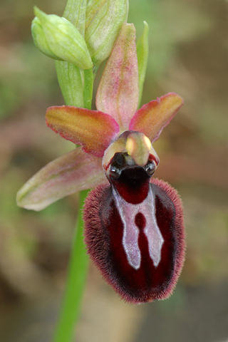 Ophrys incubacea x magniflora