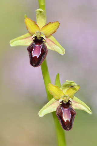 Ophrys incubacea x magniflora