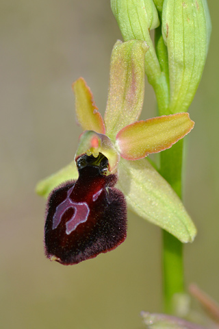 Ophrys magniflora x passionis