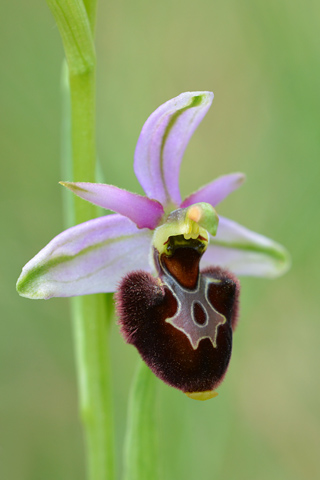 Ophrys magniflora x picta