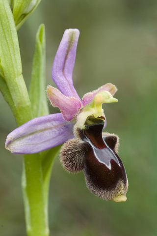 Ophrys magniflora x picta
