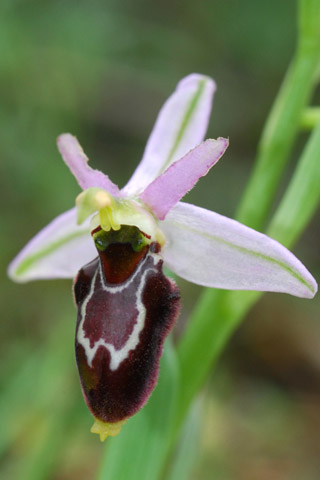 Ophrys magniflora x scolopax