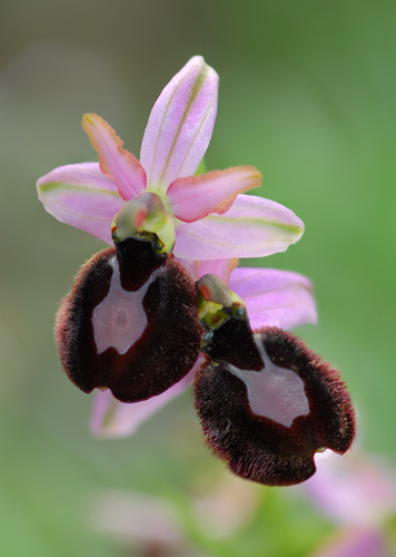 Ophrys bertolonii ssp. magniflora