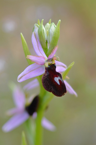 Ophrys bertolonii ssp. magniflora