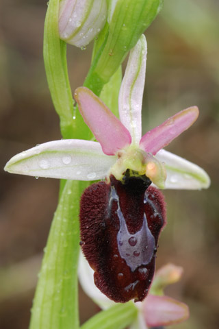 Ophrys bertolonii ssp. magniflora