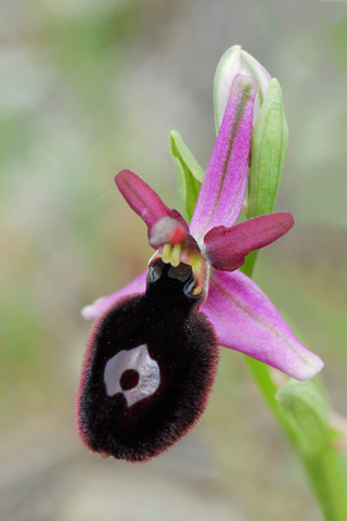 Ophrys bertolonii ssp. magniflora