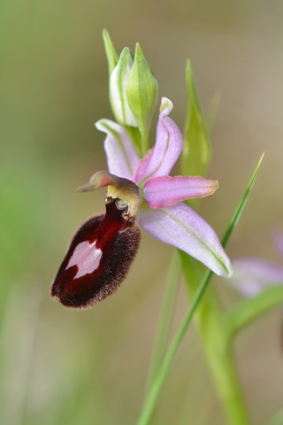 Ophrys bertolonii ssp. magniflora