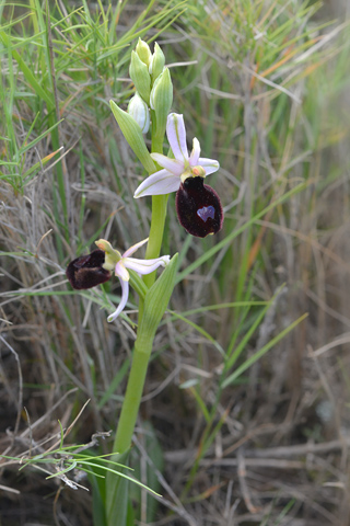 Ophrys bertolonii ssp. magniflora