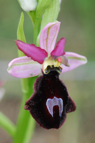 Ophrys bertolonii ssp. magniflora