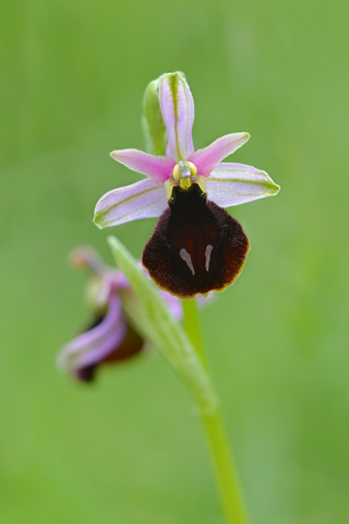 Ophrys bertolonii ssp. magniflora