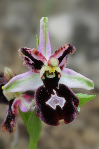 Ophrys magniflora lusus